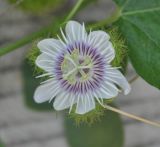 Passiflora foetida. Цветок. Таиланд, остров Тао. 28.06.2013.