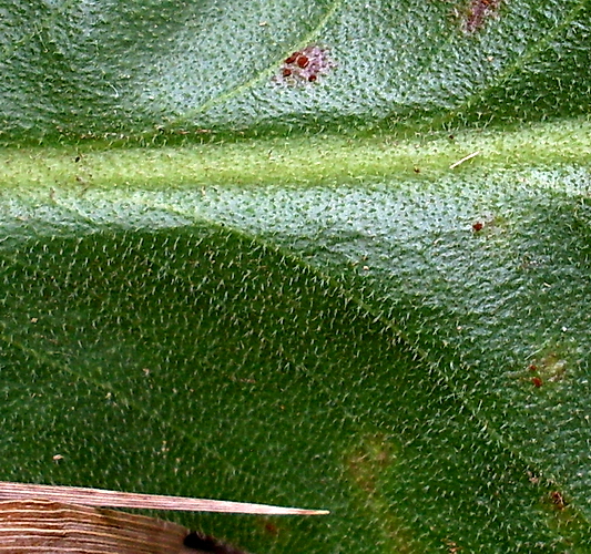 Изображение особи Limonium coriarium.