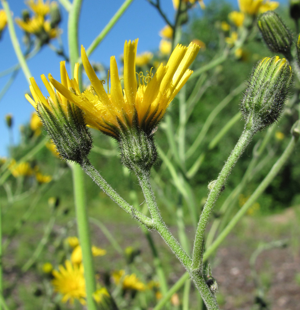 Изображение особи Hieracium vulgatum.