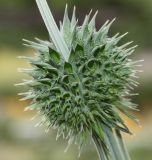 Leonotis leonurus