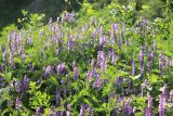 Vicia tenuifolia