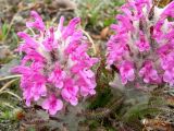 Pedicularis pallasii. Соцветия. Камчатский край, Елизовский район. Июль 2008 г.