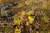 Anemonastrum biarmiense. Растение в осенней окраске. Северный Урал, гора Серебрянка, высокогорная тундра. Конец августа 2013 г.