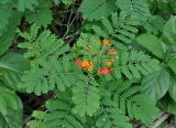 Caesalpinia pulcherrima. Верхушка побега с соцветием. Андаманские острова, остров Нил, в культуре. 02.01.2015.