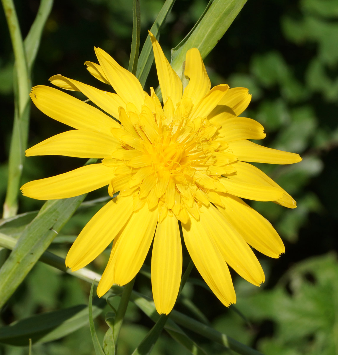 Изображение особи Tragopogon orientalis.