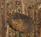 Helianthus annuus