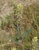 Oxytropis pilosa