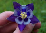 Aquilegia vulgaris