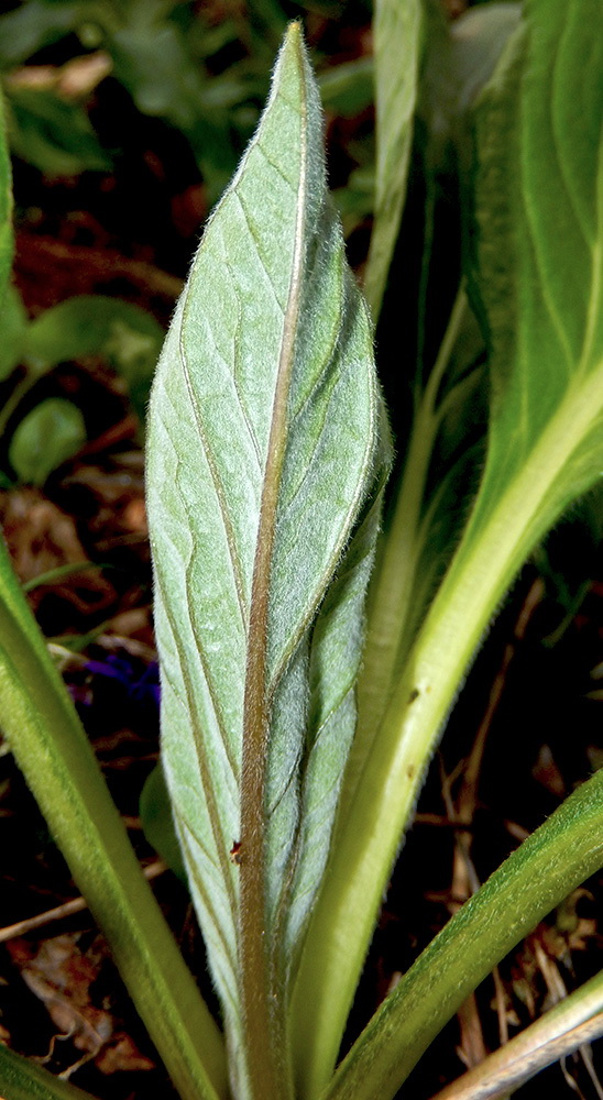 Изображение особи Solenanthus biebersteinii.