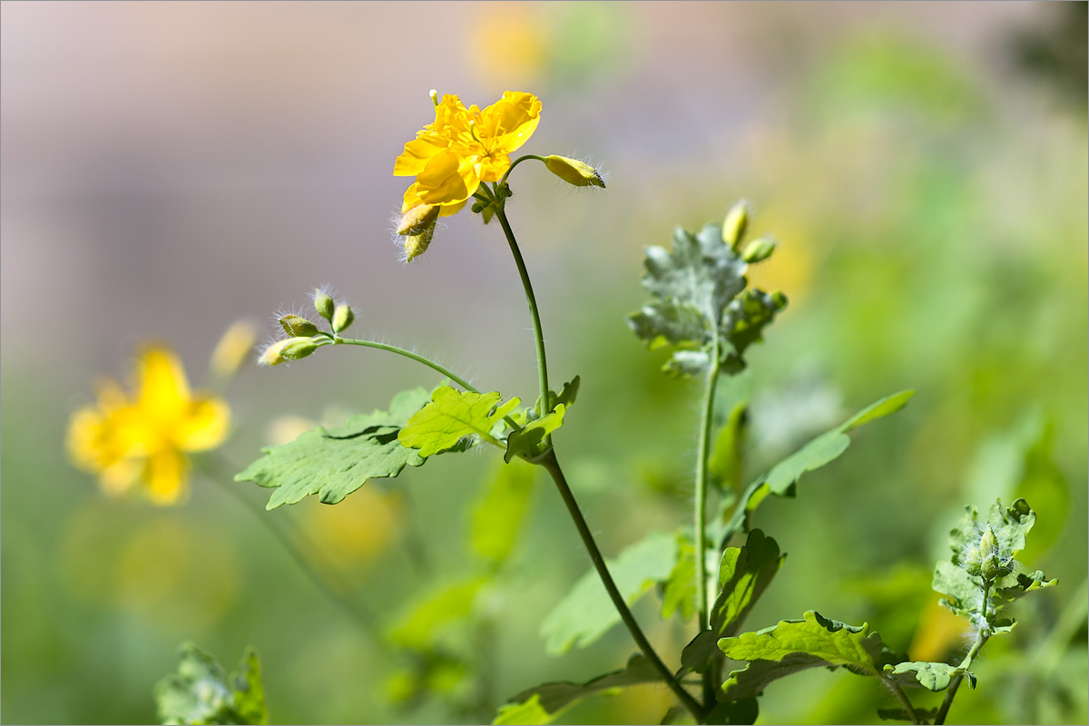 Изображение особи Chelidonium majus.