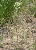 Erysimum leucanthemum. Цветущее растение. Волгоградская обл., Палласовский р-н, долина р. Хара , балка \"Биологическая\". 25.04.2010.