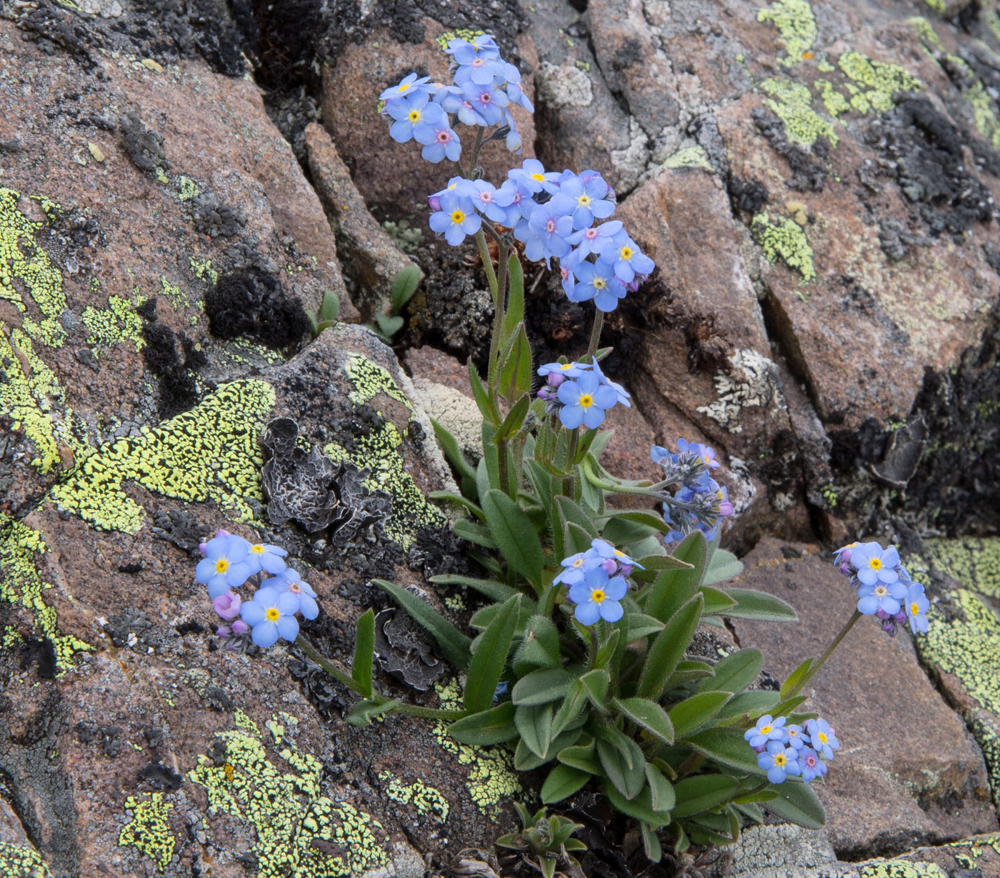 Изображение особи Myosotis alpestris.