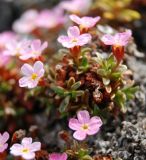 Douglasia ochotensis. Верхушки побегов с цветками. Чукотка, побережье бухты Провидения, каменистый участок. 08.06.2013.