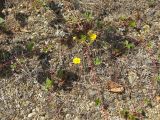 Potentilla stolonifera