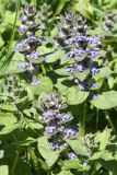 Ajuga reptans