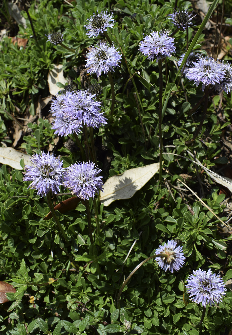 Image of Globularia cordifolia specimen.