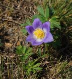 Pulsatilla patens