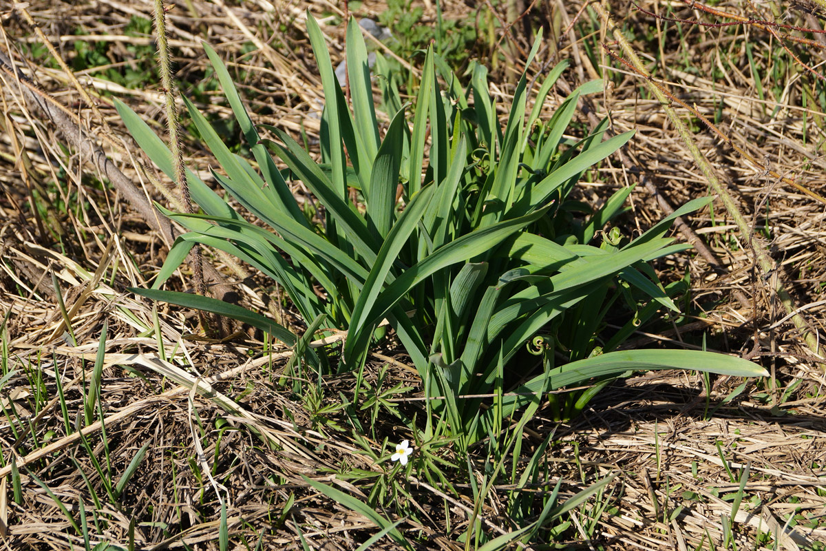 Image of genus Allium specimen.