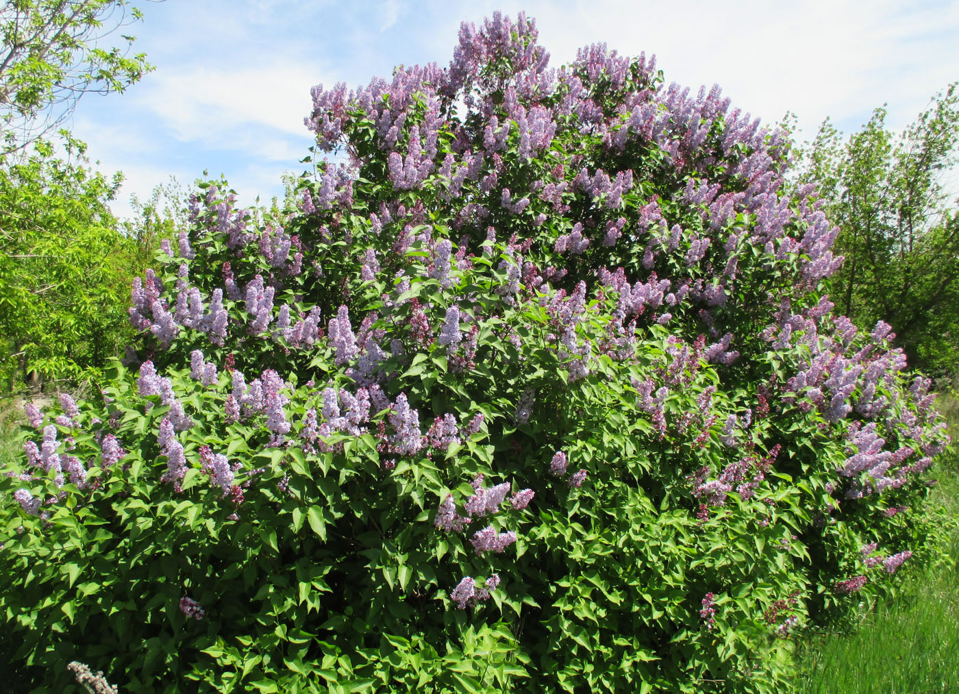 Изображение особи Syringa vulgaris.