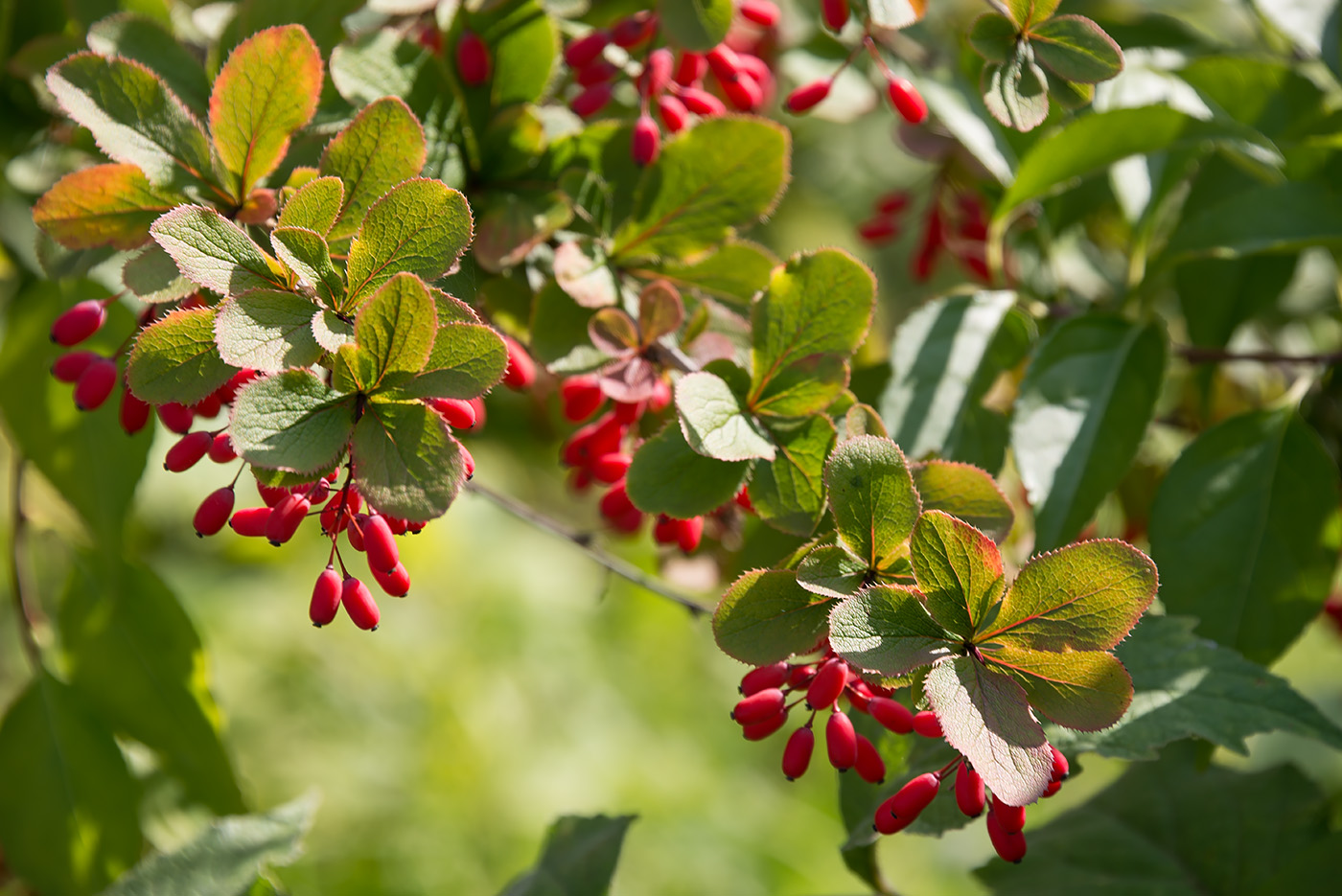 Изображение особи род Berberis.