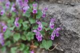 Lamium reniforme. Цветущее растение. Турция, ил Эрзурум, в крепости Унгюзек. 21.04.2019.