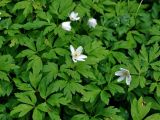 Anemone nemorosa. Верхушки цветущих растений. Новгородская обл., Старая Русса, курортный парк. 11.05.2019.