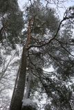 Pinus sylvestris. Крона искривлённого в нижней части дерева. Беларусь, г. Гродно, лесопарк Пышки, берег реки Неман. 24.12.2018.