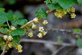 Ribes nigrum