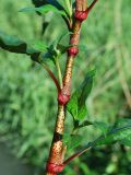 Persicaria maculosa