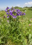 Polemonium caucasicum