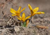 Crocus korolkowii