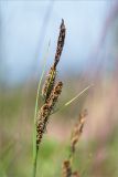 Carex nigra