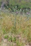 Carthamus glaucus. Цветущее растение. Краснодарский край, м/о г. Новороссийск, окр. с. Широкая Балка, зарастающий горельник. 10 июля 2021 г.