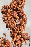 Rumex hydrolapathum