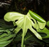 Monstera deliciosa