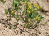 Melilotus indicus. Цветущие растения. Дагестан, Дербентский р-н, побережье Каспийского моря в 4 км к северо-востоку от пгт Мамедкала, частично закрепленные пески. 6 мая 2022 г.