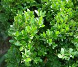 Buxus colchica. Верхушки ветвей. Абхазия, г. Сухум, Сухумский ботанический сад. 25.09.2022.