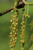 Quercus rubra