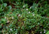 Linnaea borealis