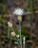 Centaurea diffusa. Верхушка побега с соцветием. Дагестан, Казбековский р-н, долина р. Сулак, Сулакский каньон, ≈ 900 м н.у.м., степной склон. 28.07.2022.