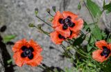 genus Papaver