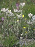 Antennaria dioica