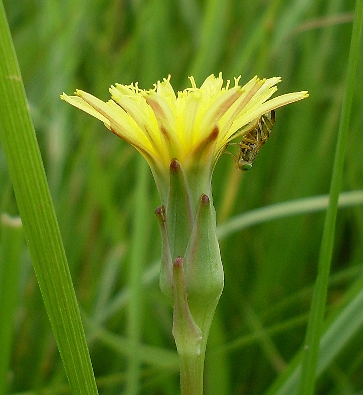 Изображение особи Scorzonera parviflora.