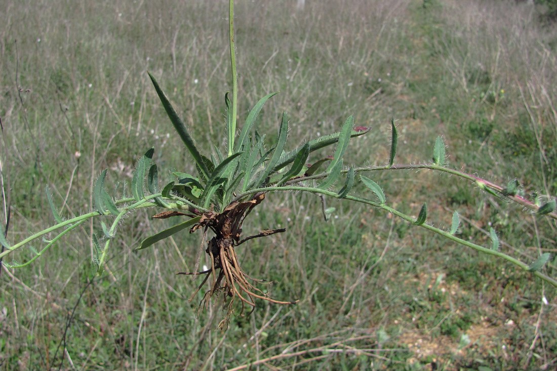 Изображение особи род Hieracium.