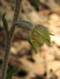 Epipactis microphylla. Цветок сбоку. Крым, южный берег, окр. Алупки, сосновый лес. 2 июня 2012 г.