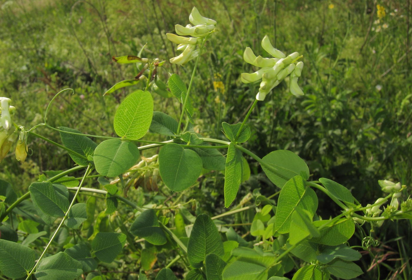 Изображение особи Vicia pisiformis.