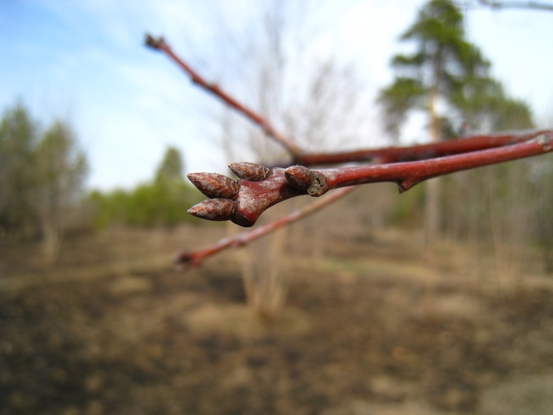 Изображение особи Quercus rubra.