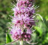 Mentha longifolia