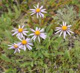 Aster serpentimontanus. Цветущие растения. Камчатский край, Ключевская группа вулканов, верховья р. Студеная. 23.07.2013.