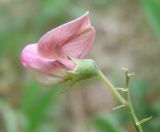 Lathyrus sylvestris. Цветок. Черноморское побережье Кавказа, щель Прасковеевская, обочина шоссе. 24.08.2013.